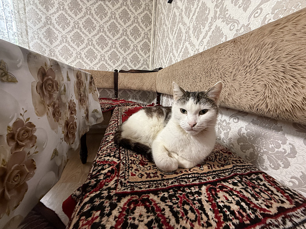 Дом в селе Пушкино, Советского района, Республики Крым на улице Советская 59
